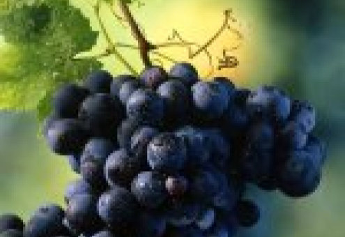 Более 60% виноградников Молдовы не дотягивают до стандартов качества