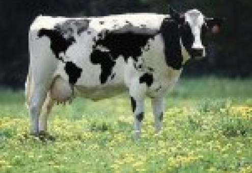 Закупочные цены на крупный рогатый скот в Беларуси повышены