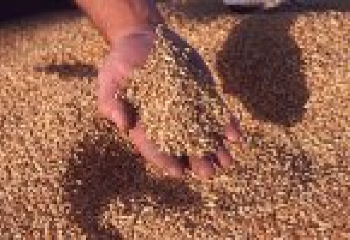 Россия обсуждает крупномасштабные поставки зерна на чилийский рынок