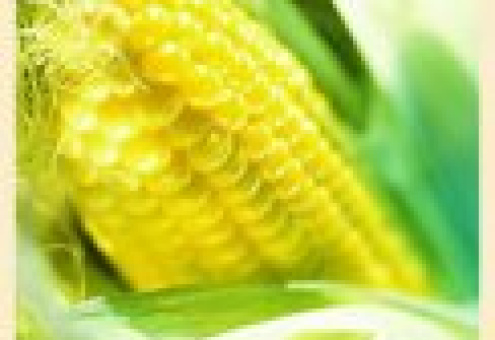 Китай намерен выпустить в продажу более 1 млн. тонн кукурузы