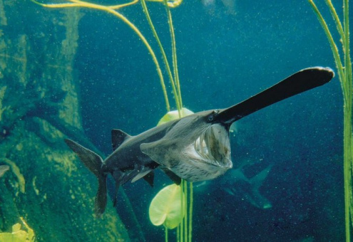 Редкую рыбу — американского веслоноса — начали разводить на Вилейщине