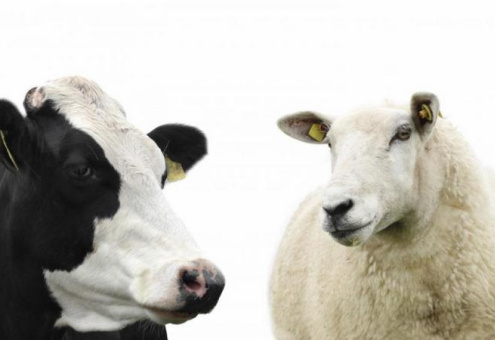 В Новой Зеландии введут налог на метановые отрыжки коров и овец