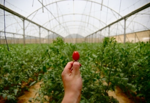 10 интересных фактов о сельском хозяйстве Израиля