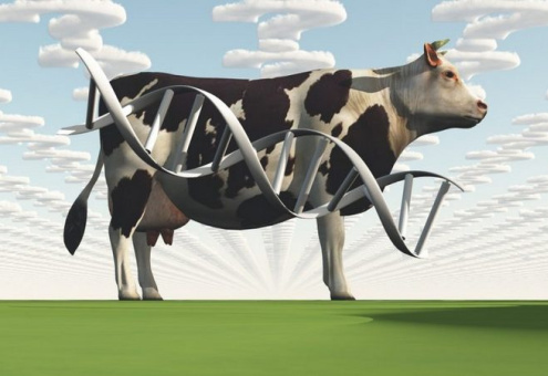 ЕЭК определила требования к генетическому материалу крупного и мелкого рогатого скота