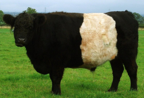 Необычные породы коров в мире