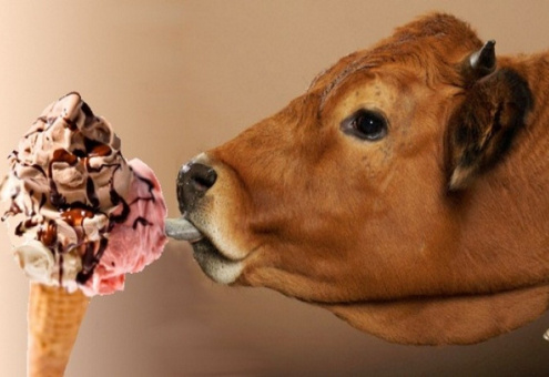 Шоколад и сладости в корме КРС могут улучшить качество мяса