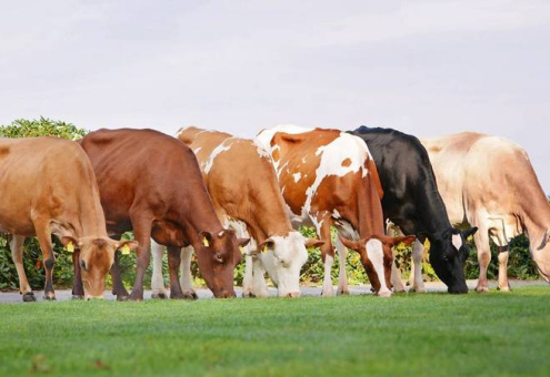 Государства ЕАЭС будут оценивать племенной крупный рогатый скот по новым методикам