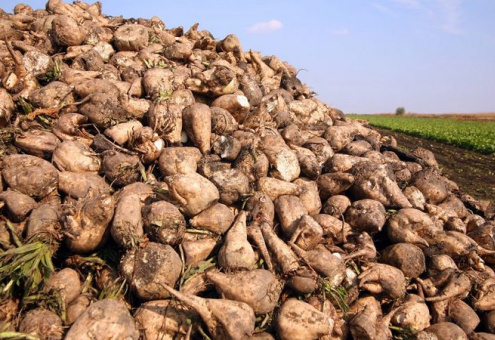 Более 1 млн т сахарной свеклы убрали хозяйства Беларуси