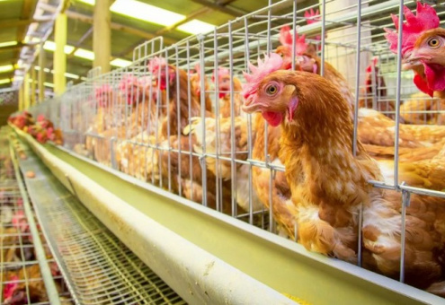 На ферме в Чехии уничтожат 742 тысячи кур из-за птичьего гриппа