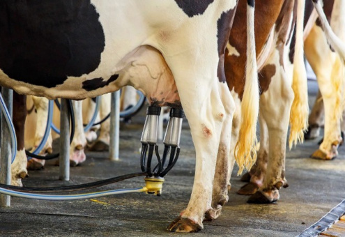 Брестская область за два месяца нарастила производство молока на 7,4 %