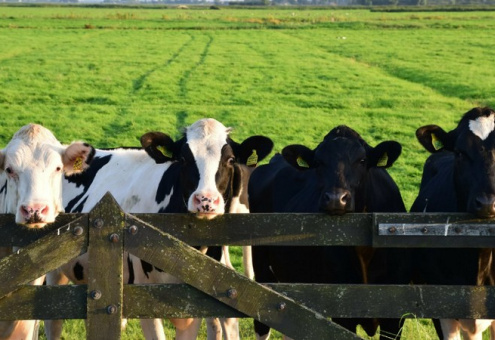 Литва и Латвия запросили у ЕС исключительную поддержку молочных фермеров