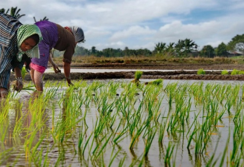 Экологи обвинили в глобальном потеплении производителей риса