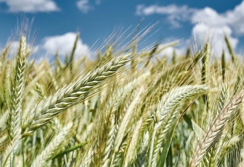 В мире валовый сбор зерна в 2023 году будет меньше, чем в прошлом