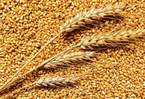 МИД РФ: время «Ч» для зерновой сделки настанет 18 июля