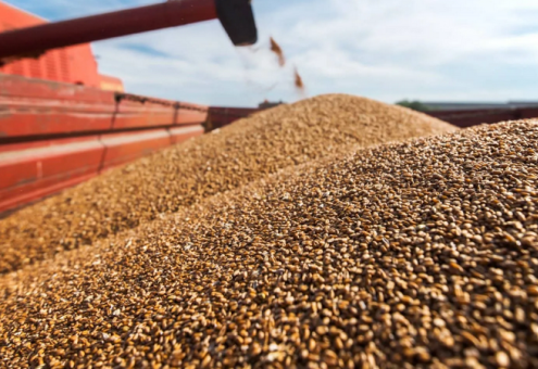 Небольшой недобор урожая зерна Беларусь планирует компенсировать закупкой в России