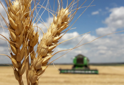 В Беларуси намолочено более 550 тыс. тонн зерна