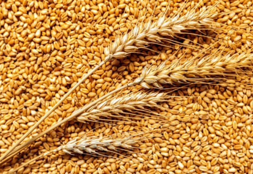 В Беларуси намолочено 2,049 млн т зерна с учетом рапса