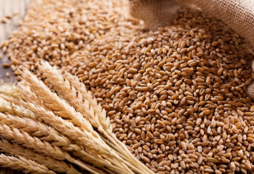 В Беларуси убрали более 40 % площадей зерновых и зернобобовых культур