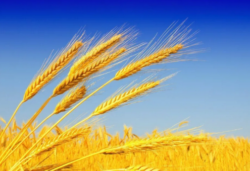 Китай сохранил первое место среди производителей пшеницы