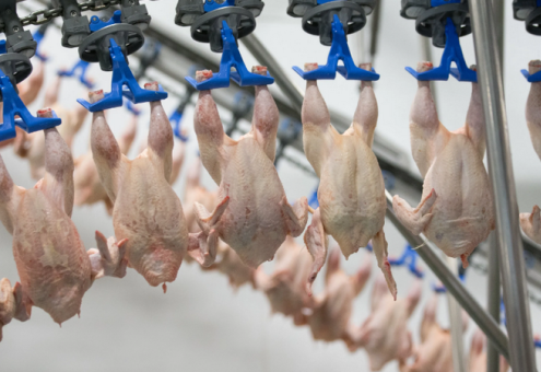 Российские птицеводы надеются, что экспорт мяса птицы не запретят