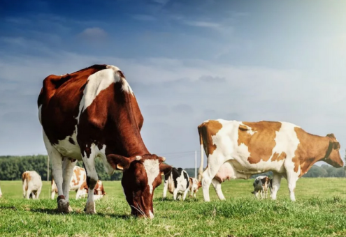 Сколько планируется произвести продукции животноводства в 2024 году