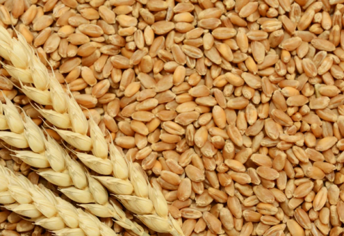 В ИКАР (РФ) назвали причины снижения мировых цен на пшеницу