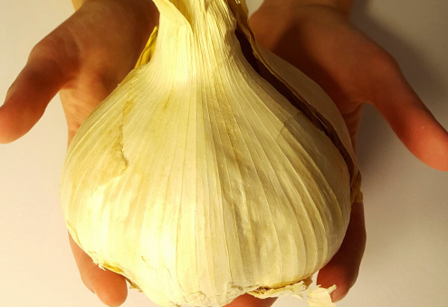 В Италии стали выращивать гигантский чеснок без запаха