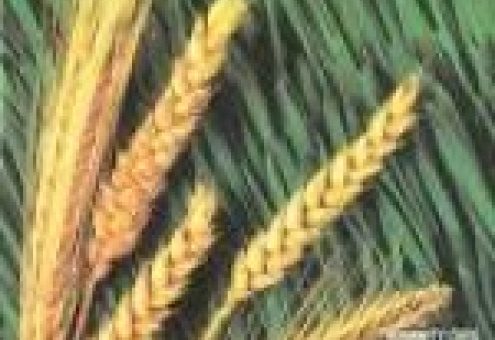 Состояние озимых и яровых зерновых