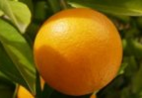 Из-за неурожая подорожает апельсиновый сок