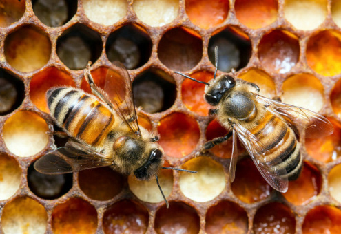 Пчелиный туризм может стать новым трендом