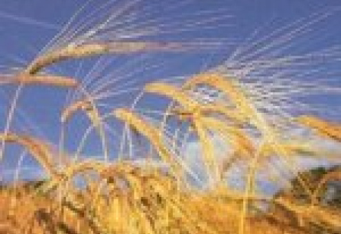 В Беларуси началась уборка зерновых культур
