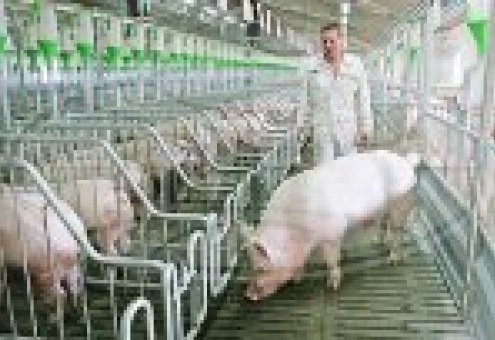 Пять свинокомплексов планируется построить в Минской области