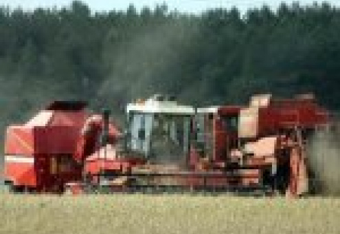 Массовая уборка зерновых в Беларуси начнется не ранее 20 июля