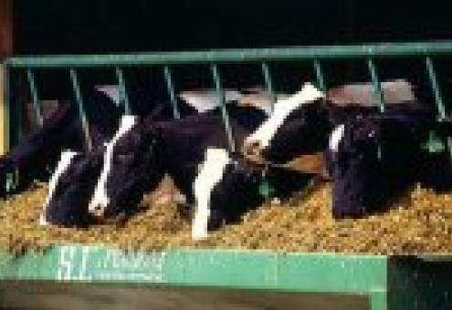В хозяйствах Беларуси увеличилась численность коров на 3,1%