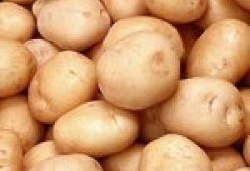 В 2009 году производство картофеля выросло на 8%