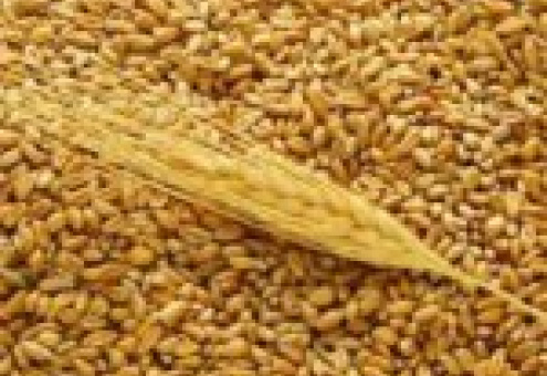 Беларусь в нынешнем году планирует собрать 8 миллионов тонн зерна