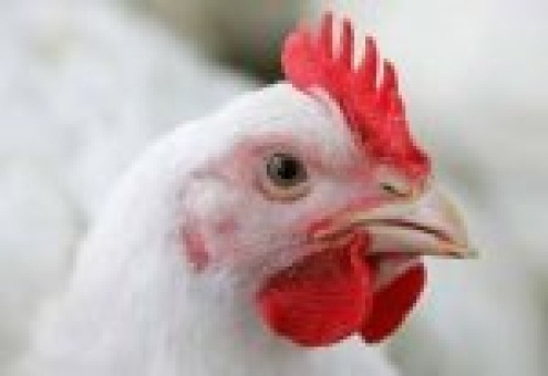 К 2015 году Беларусь увеличит экспорт мяса птицы в 5 раз