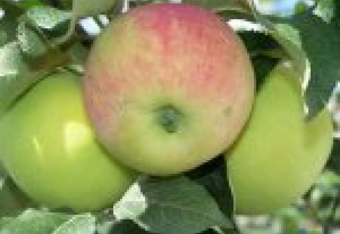 Белкоопсоюз вдвое увеличил закупку яблок у населения