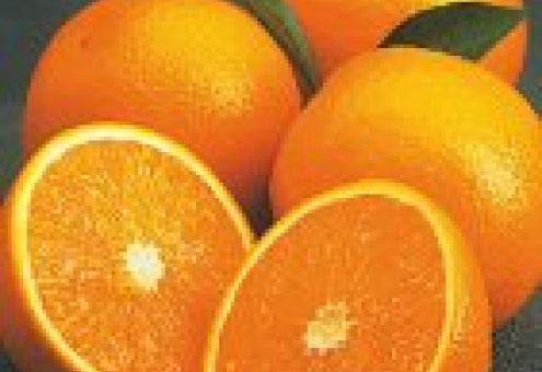 В Бразилии ожидается самый низкий за последние 7 лет урожай апельсинов