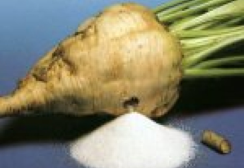 Беларусь намерена выпустить 500 тыс т сахара из свеклы урожая-2010