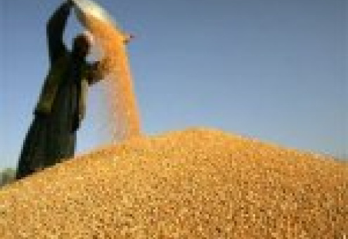Изобилие зерна в мире обеспечат США и Китай