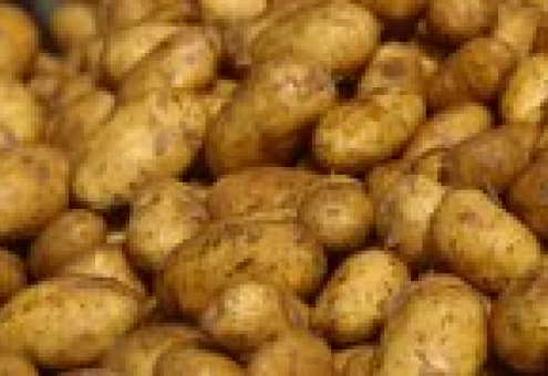 Россия закупит за рубежом четыре миллиона тонн картошки