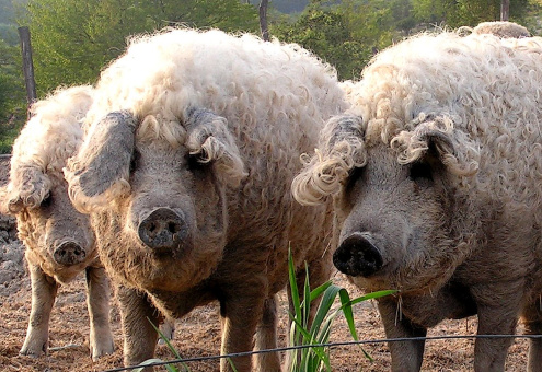 В России собираются разводить кудрявых морозоустойчивых свиней