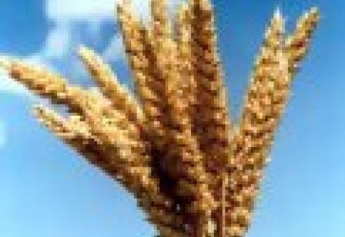 Закупка в 2010 г. пшеницы с высоким содержанием клейковины