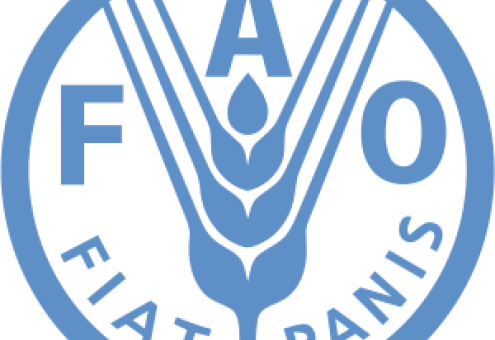 FAO: прогноз по производству зерновых улучшается
