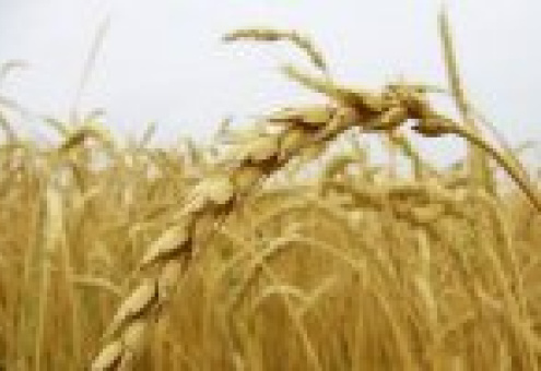 Валовой сбор зерна в Беларуси составил 6,7 млн.т