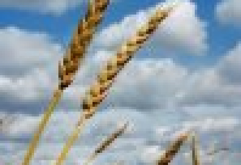 На мировом зерновом рынке сильно подешевела пшеница