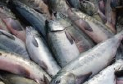 За высокие цены на рыбу в Минске оштрафовали 38 должностных лиц