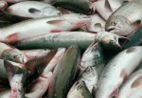 РФ: улов рыбы и морепродуктов вырос на 13%