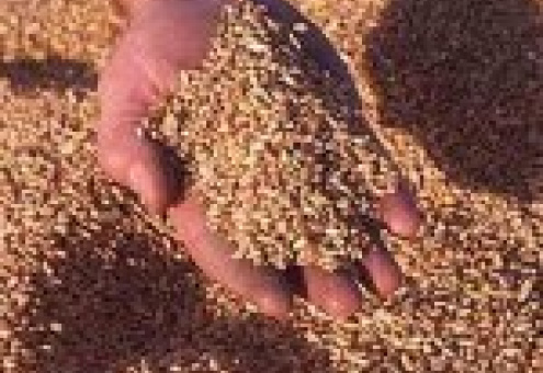 Уборку зерновых в республике планируется завершить в начале 20-х чисел августа